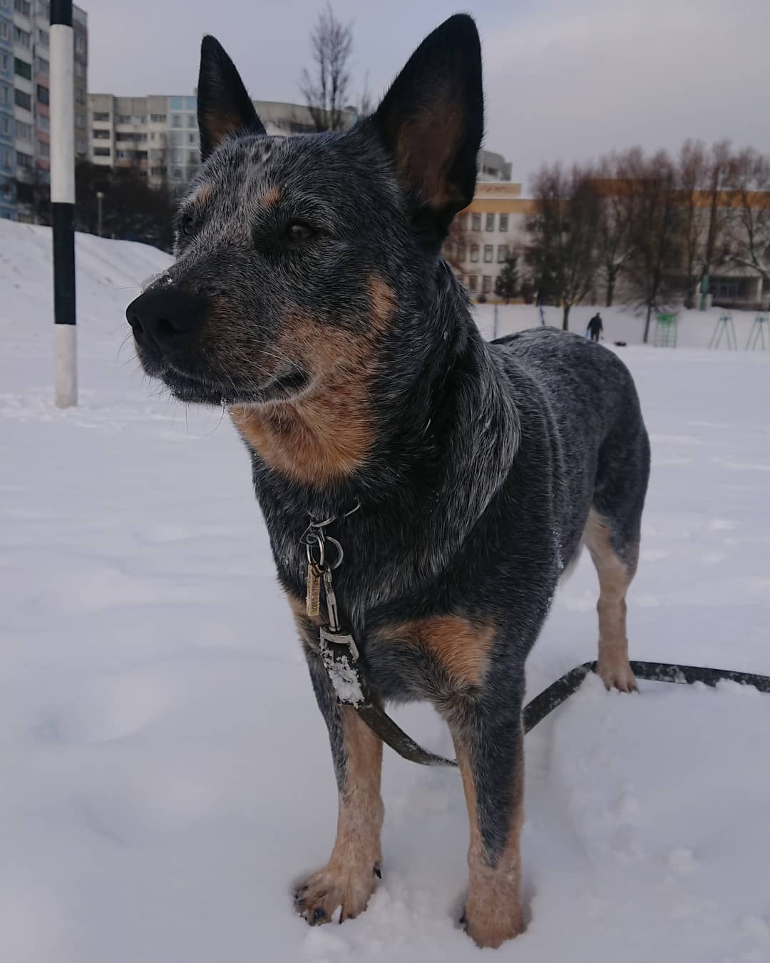 16 Cool Facts About Australian Cattle Dogs 11