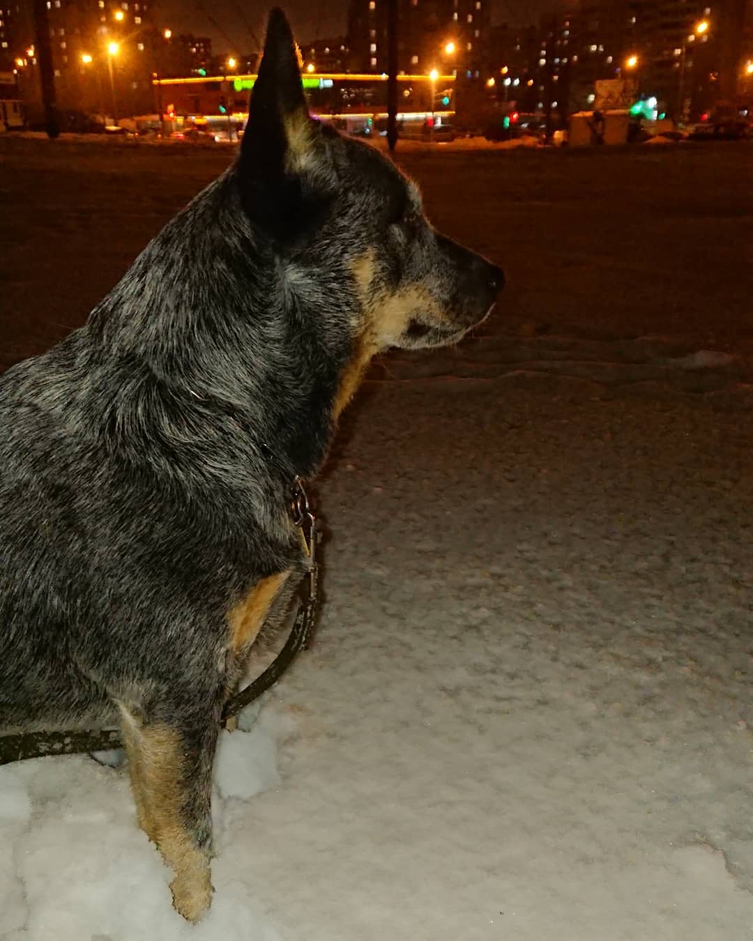 16 Cool Facts About Australian Cattle Dogs 5