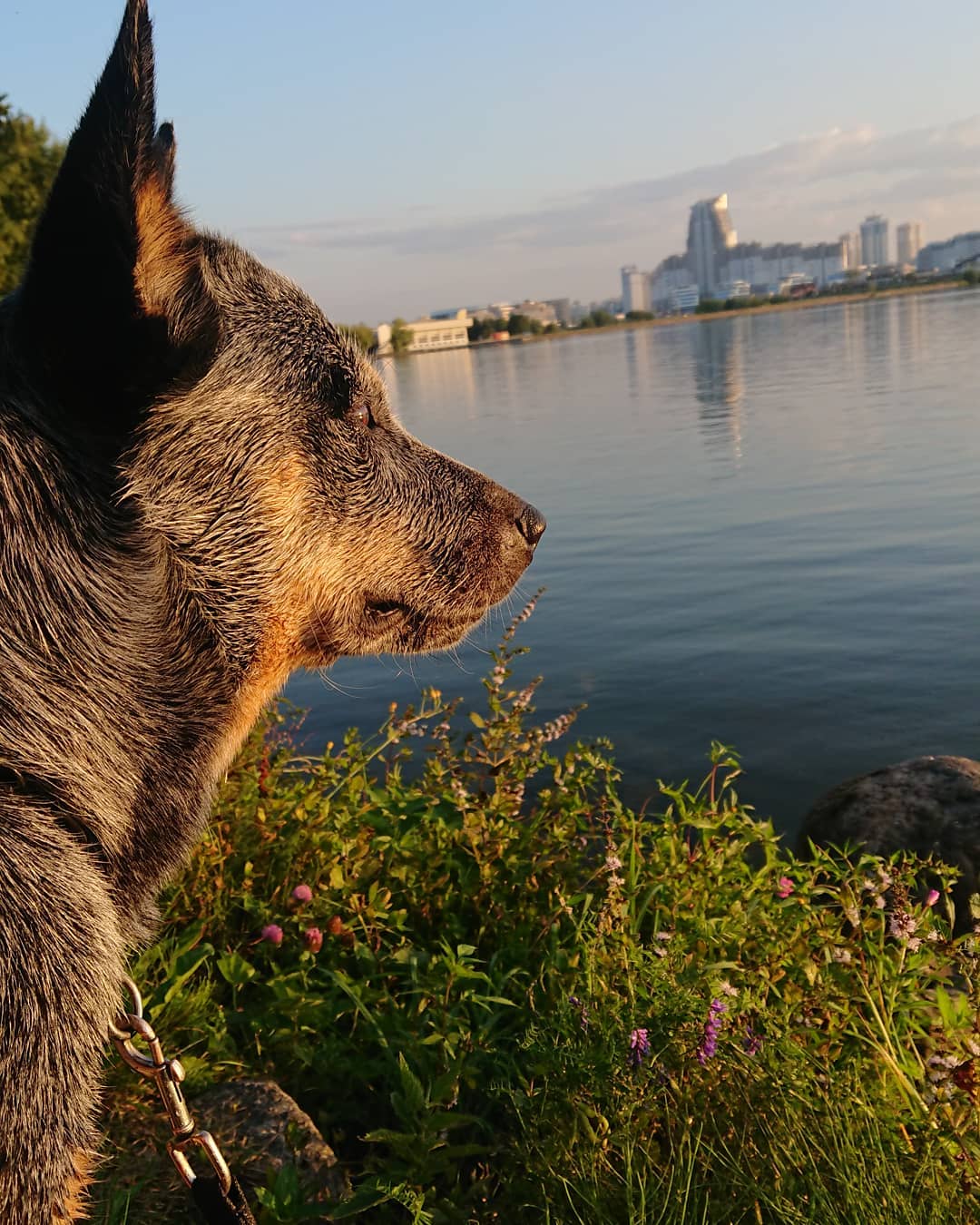 15 Interesting Facts About Australian Cattle Dogs 10