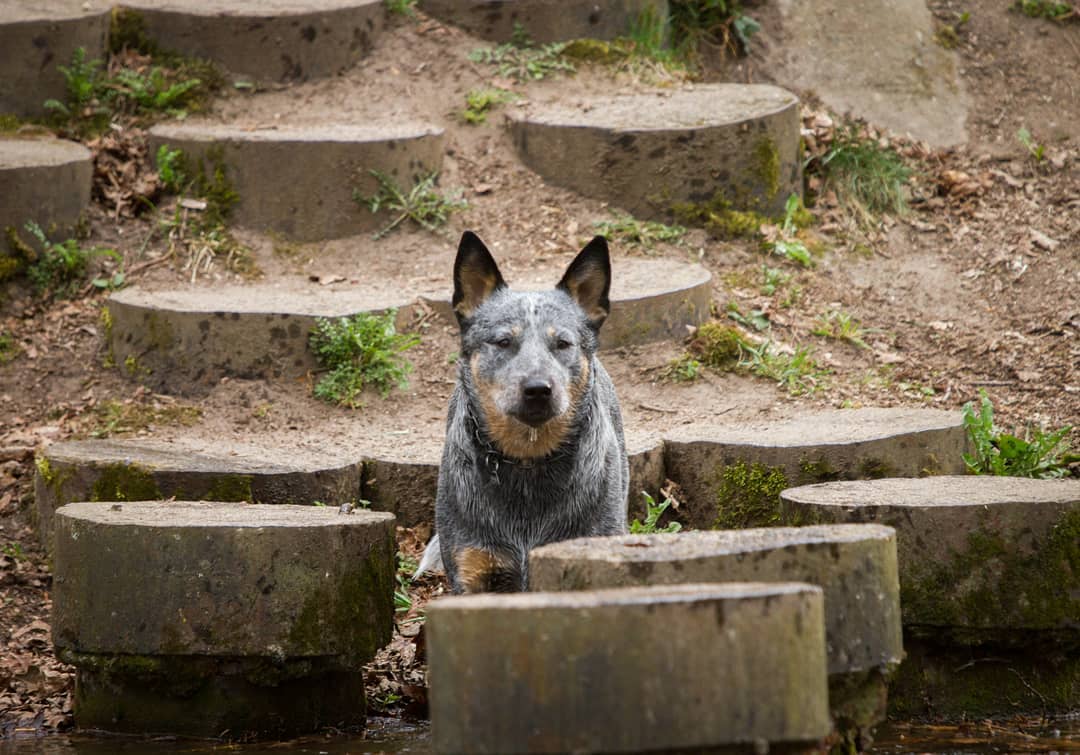15 Interesting Facts About Australian Cattle Dogs 11