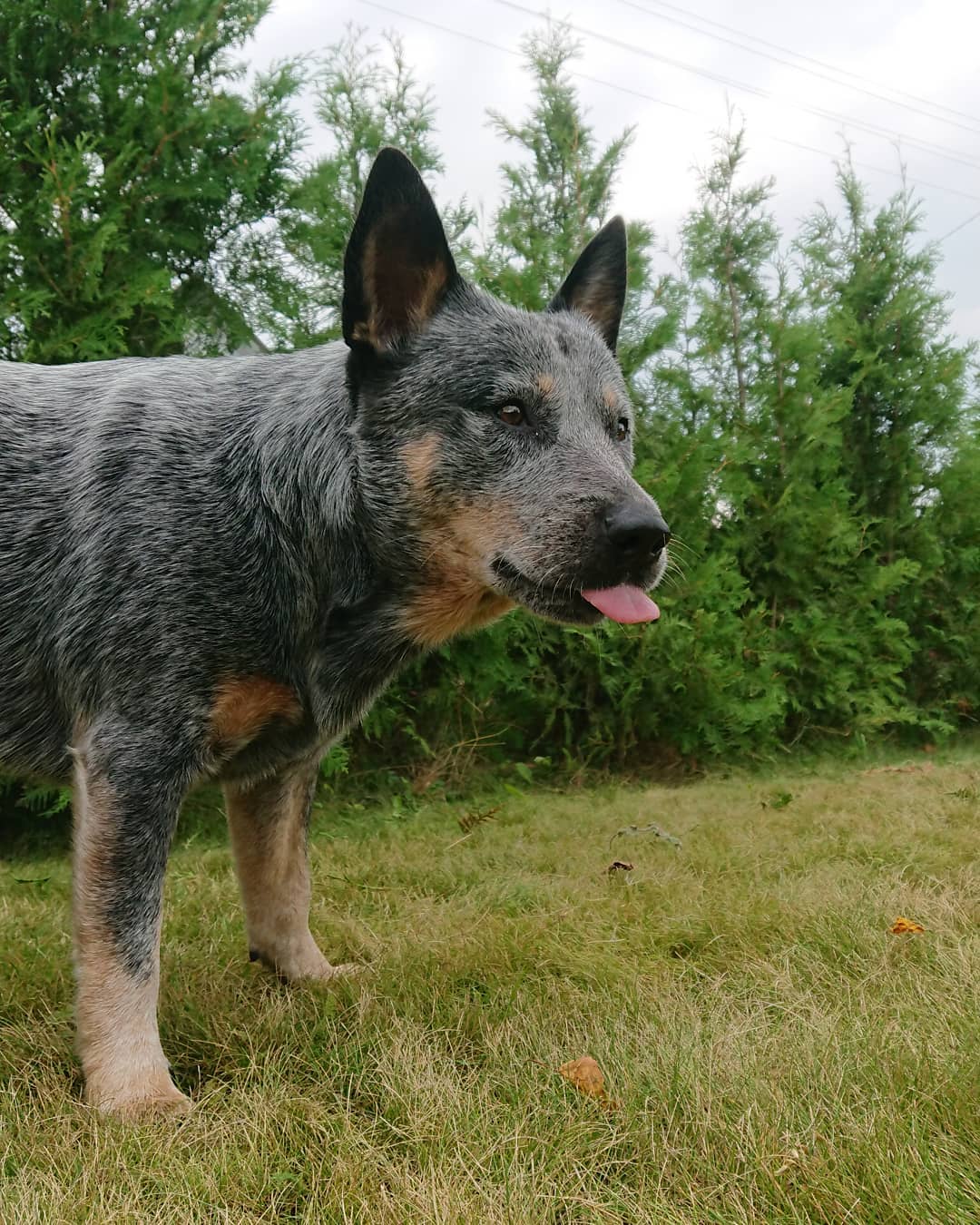15 Interesting Facts About Australian Cattle Dogs 9