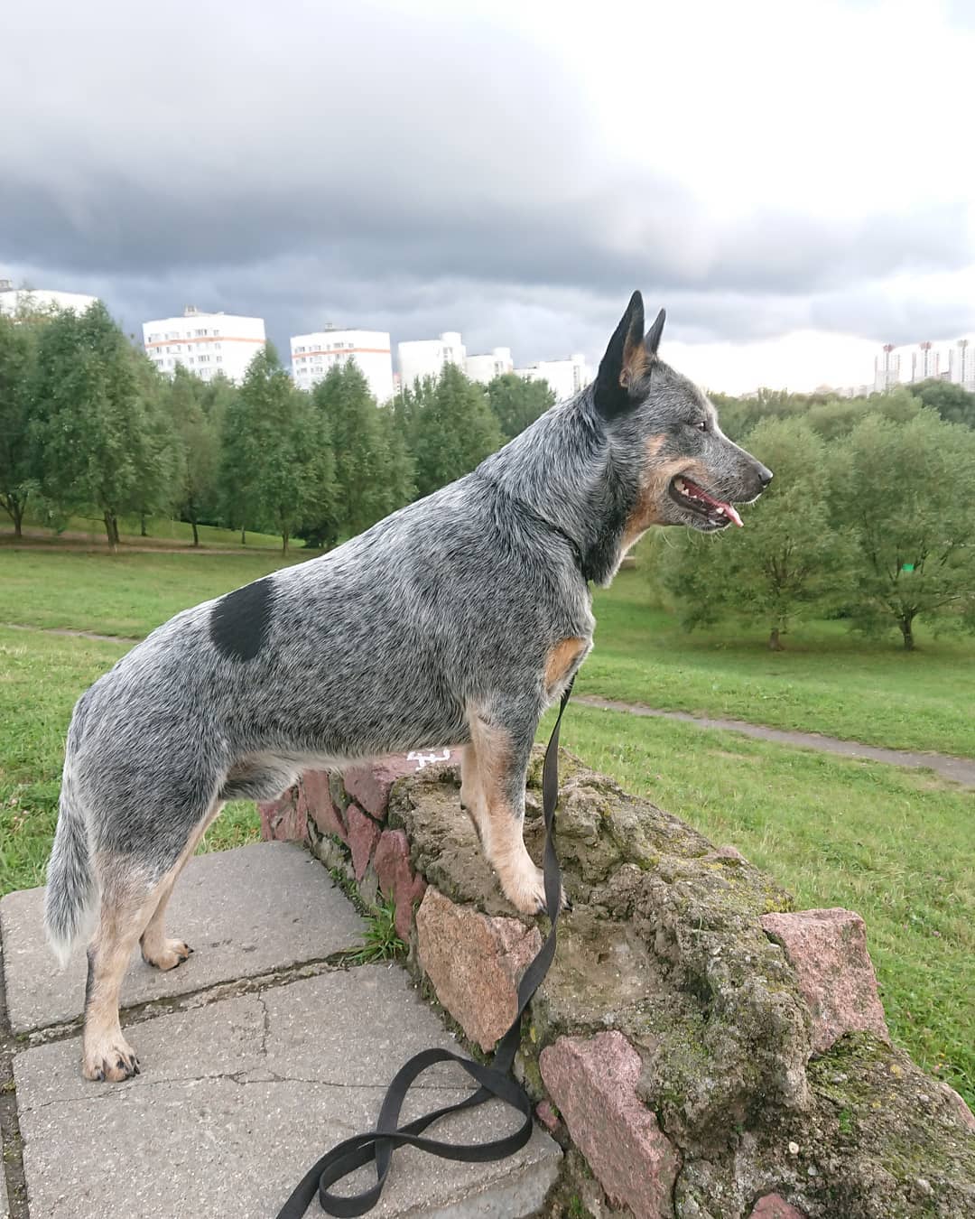 15 Interesting Facts About Australian Cattle Dogs 10
