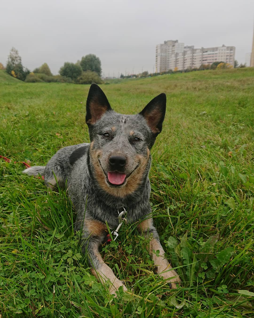 15 Interesting Facts About Australian Cattle Dogs 11