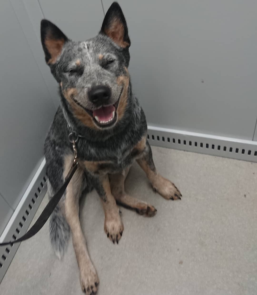 15 Interesting Facts About Australian Cattle Dogs 10 15 Interesting Facts About Australian Cattle Dogs 10