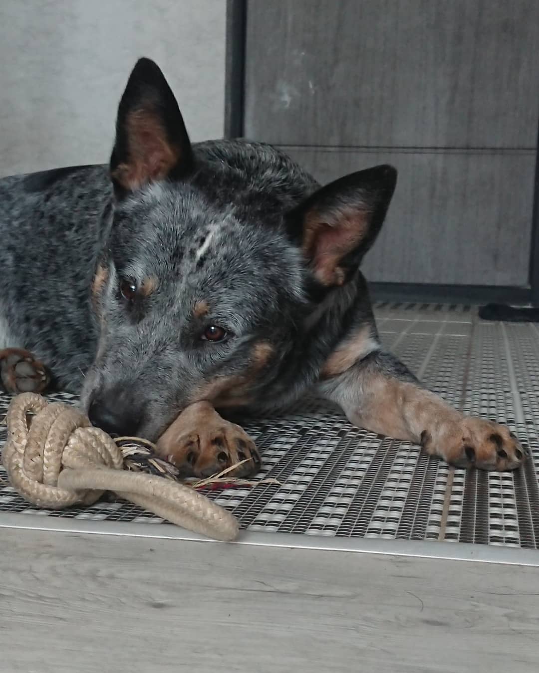 15 Interesting Facts About Australian Cattle Dogs 11 15 Interesting Facts About Australian Cattle Dogs 11