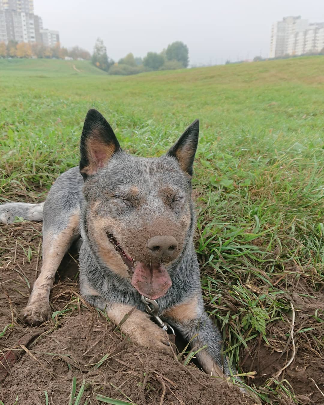 15 Interesting Facts About Australian Cattle Dogs 11