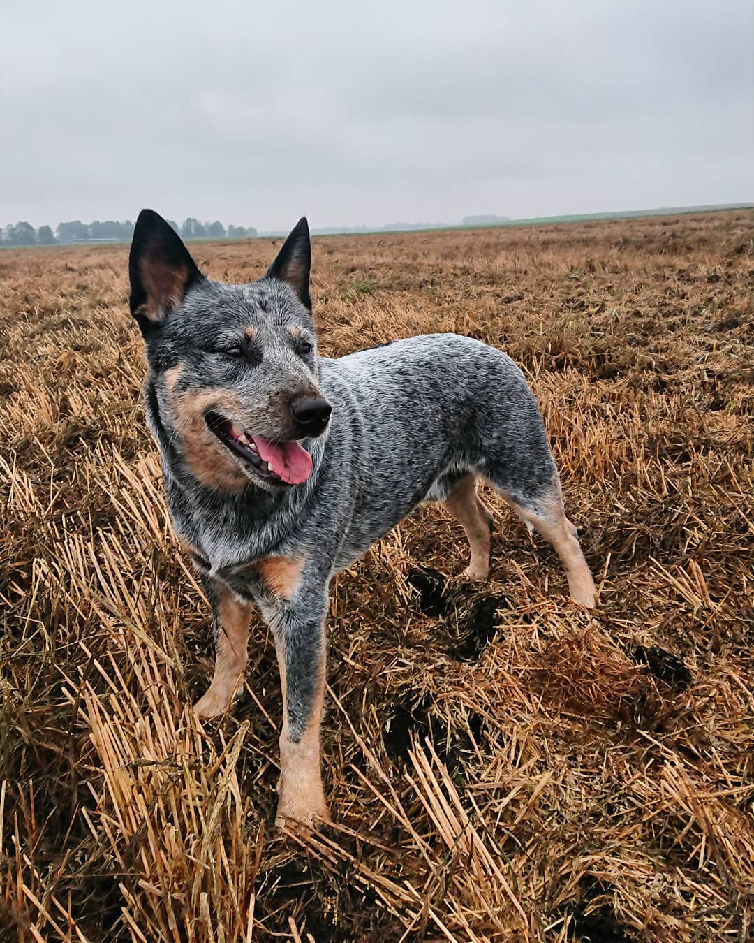 15 Interesting Facts About Australian Cattle Dogs 10