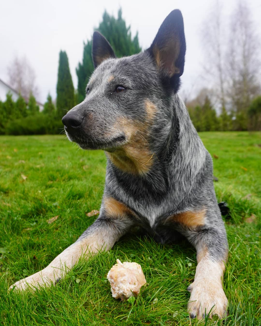 15 Interesting Facts About Australian Cattle Dogs 11