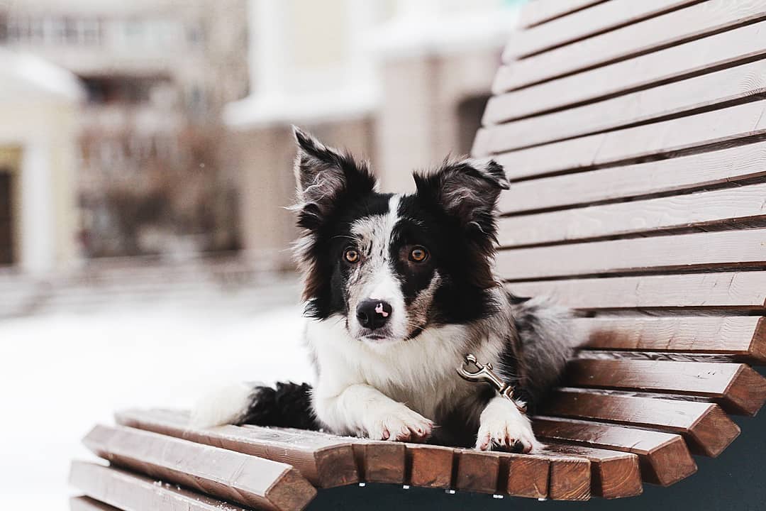 15 Interesting Facts About Border Collies 9