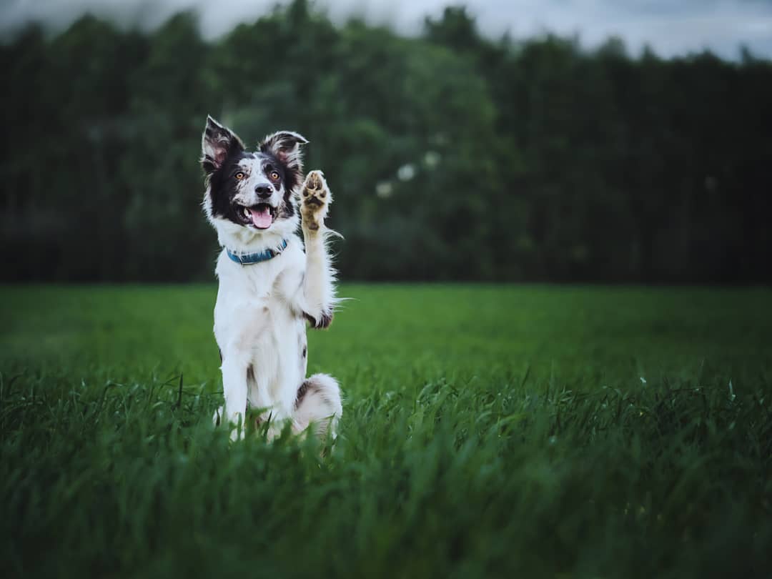 15 Interesting Facts About Border Collies 9 15 Interesting Facts About Border Collies 9