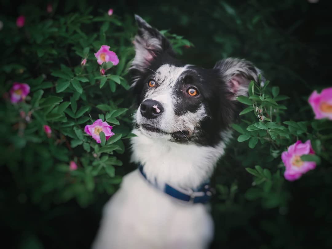 15 Interesting Facts About Border Collies 11 15 Interesting Facts About Border Collies 11