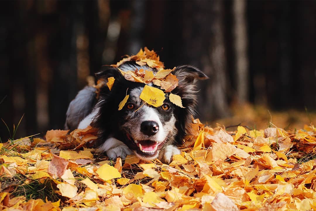 15 Amazing Facts About Border Collies You Probably Never Knew 9