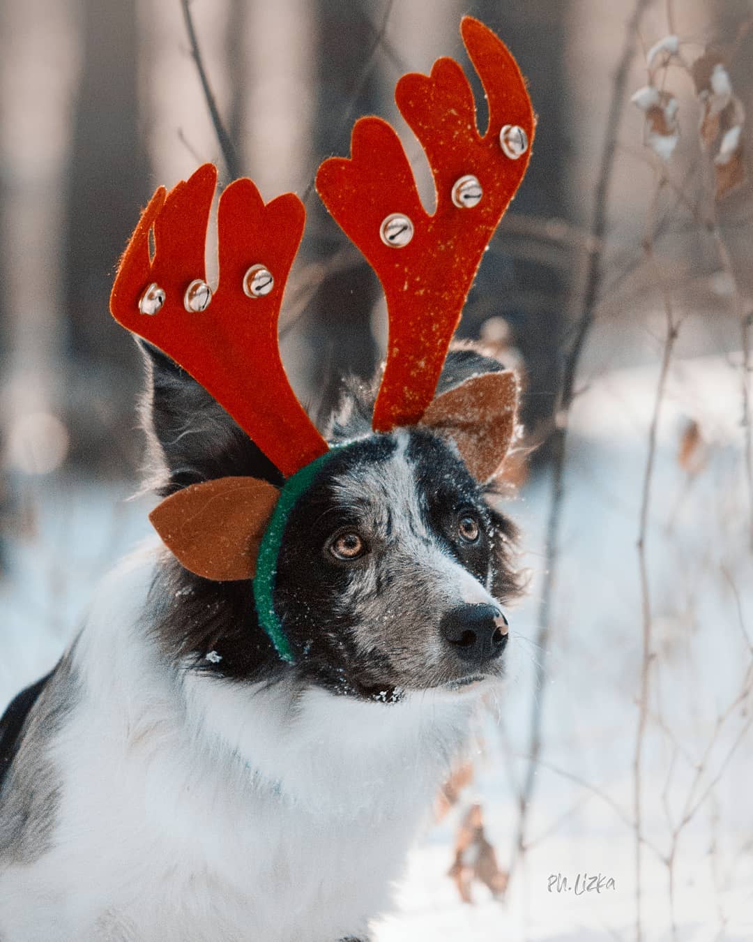 15 Interesting Facts About Border Collies 10