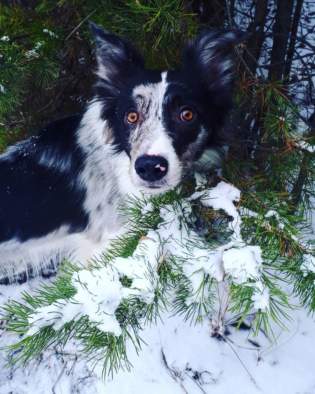 15 Amazing Facts About Border Collies You Probably Never Knew 10