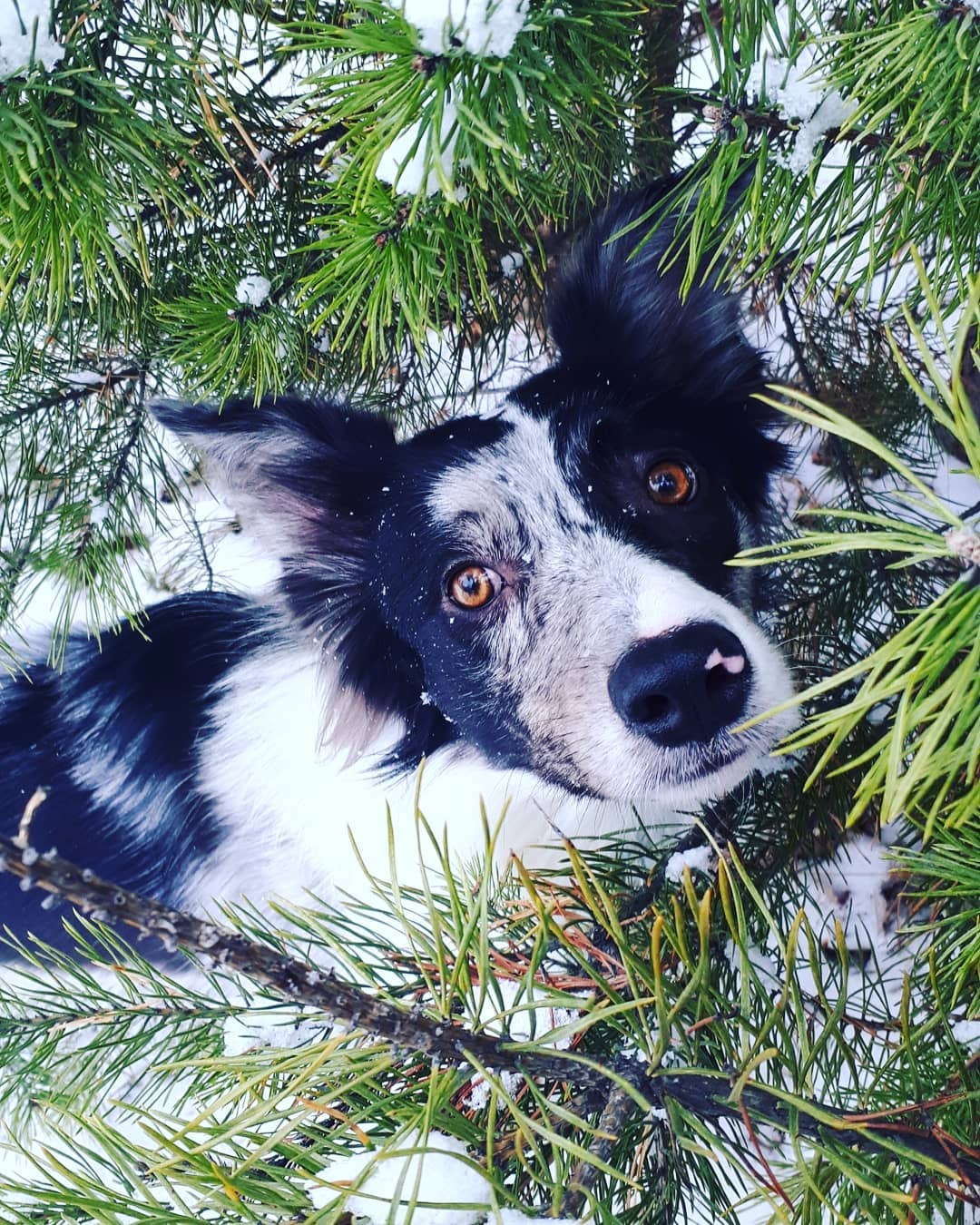 15 Amazing Facts About Border Collies You Probably Never Knew 9