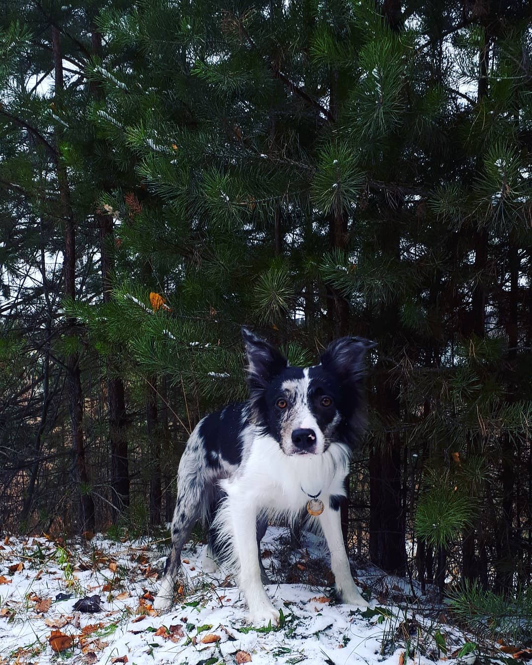 15 Amazing Facts About Border Collies You Probably Never Knew 10