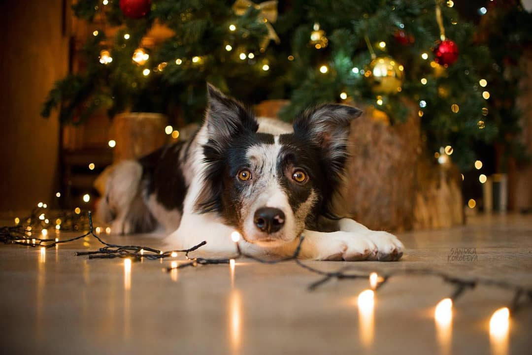 15 Amazing Facts About Border Collies You Probably Never Knew 10