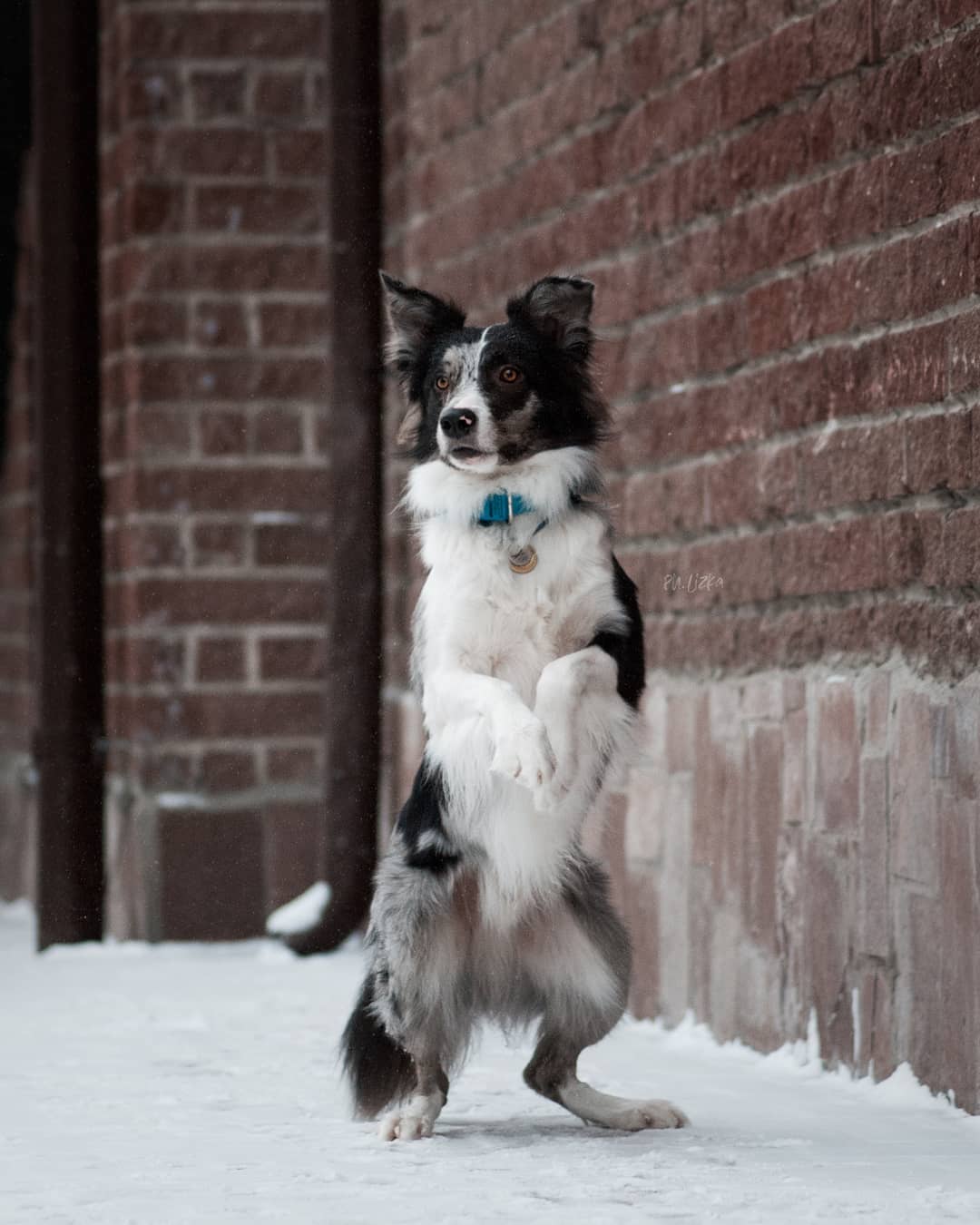 15 Amazing Facts About Border Collies You Probably Never Knew 11