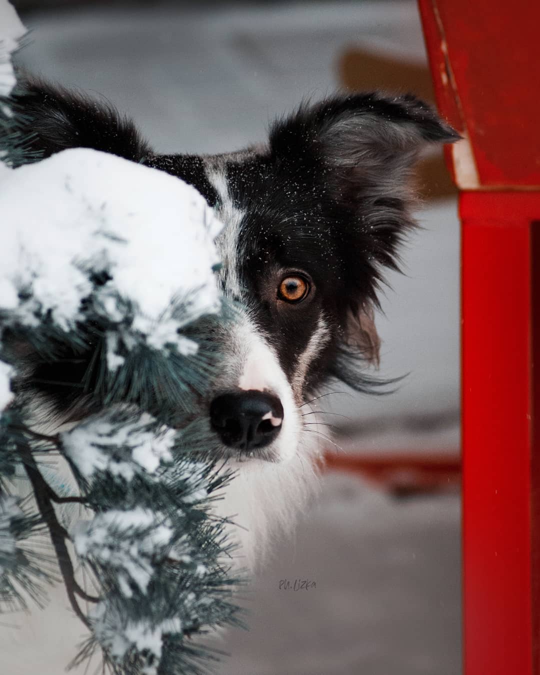 15 Amazing Facts About Border Collies You Probably Never Knew 10 15 Amazing Facts About Border Collies You Probably Never Knew 10