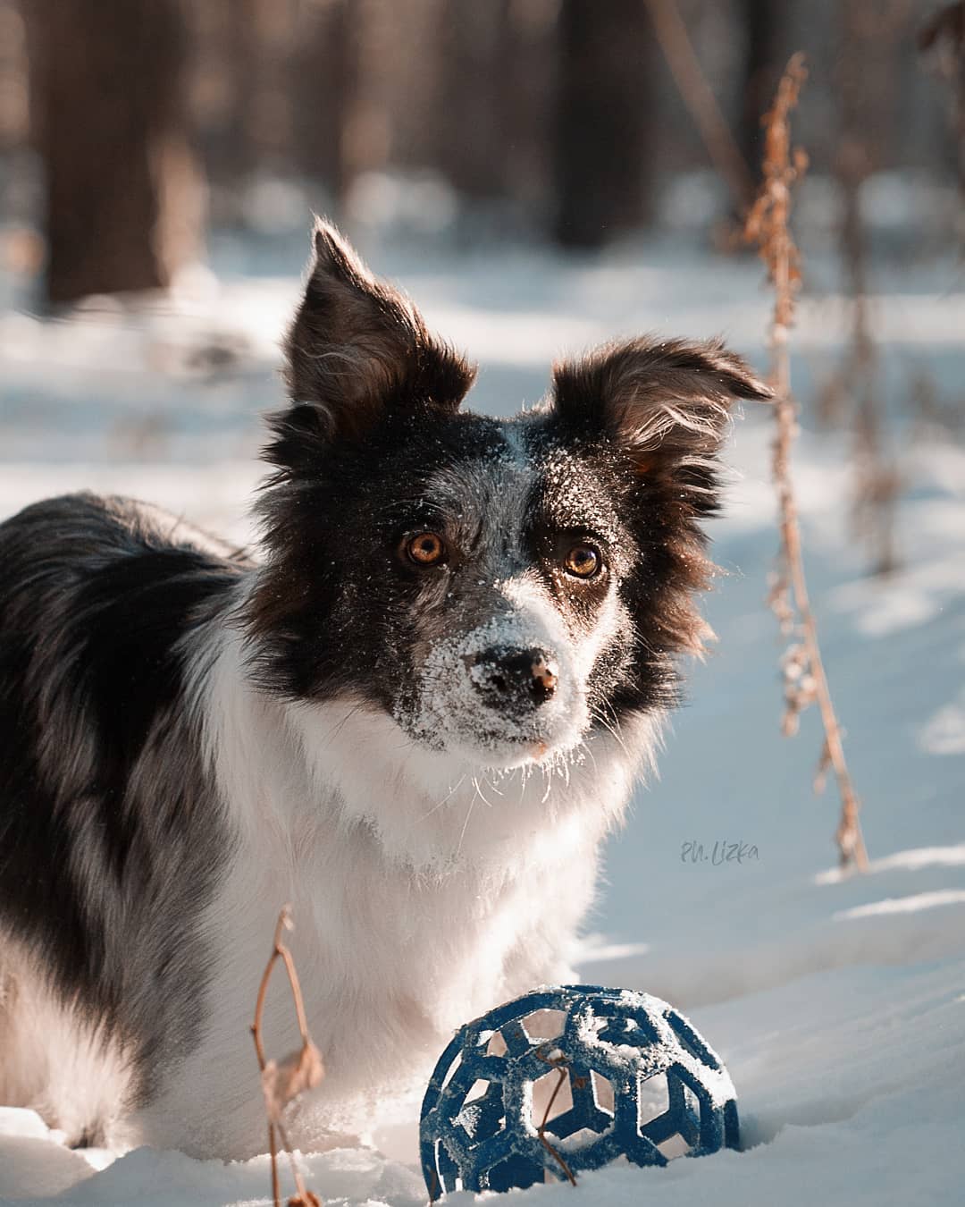15 Interesting Facts About Border Collies 11