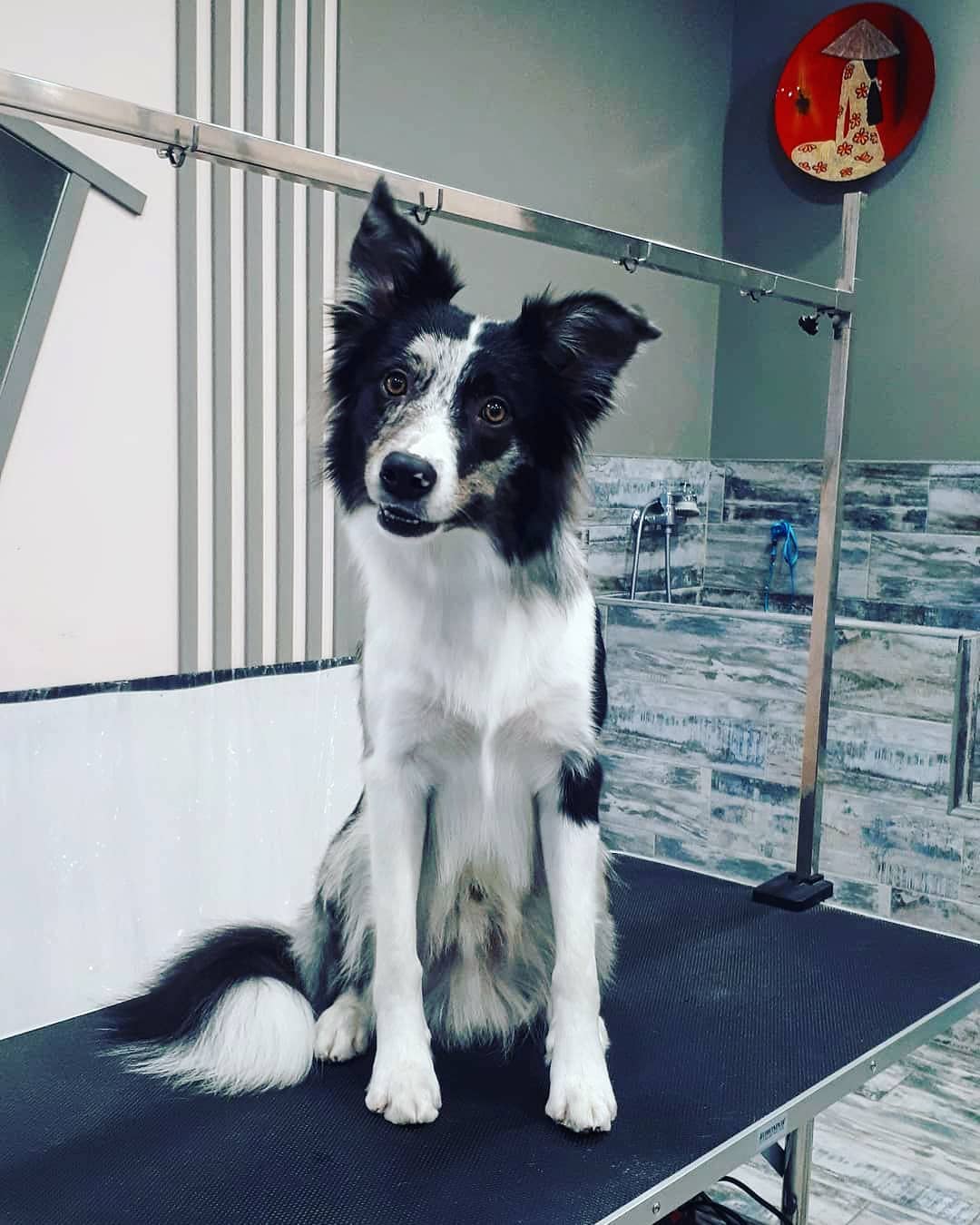 15 Amazing Facts About Border Collies You Probably Never Knew 11 15 Amazing Facts About Border Collies You Probably Never Knew 11