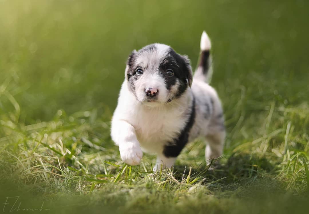 15 Cool Facts About Border Collies 10