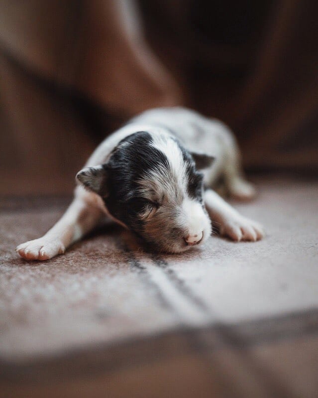 15 Cool Facts About Border Collies 11