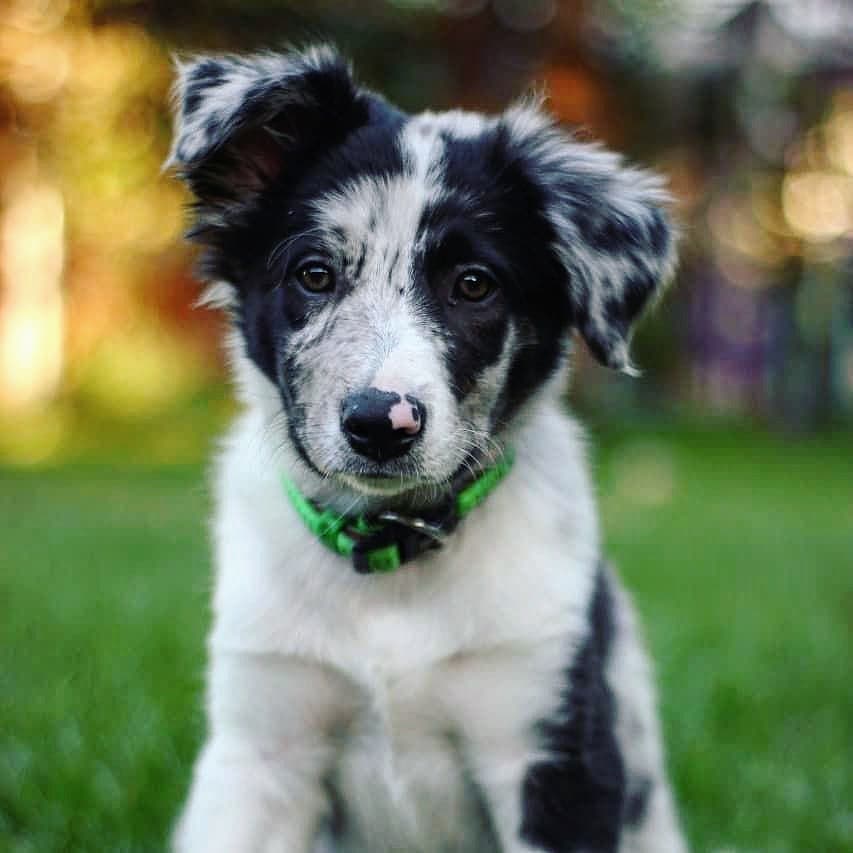 15 Cool Facts About Border Collies 9