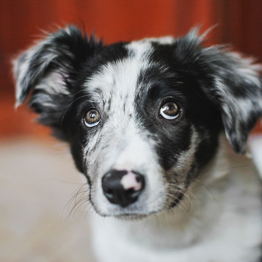 15 Cool Facts About Border Collies 10
