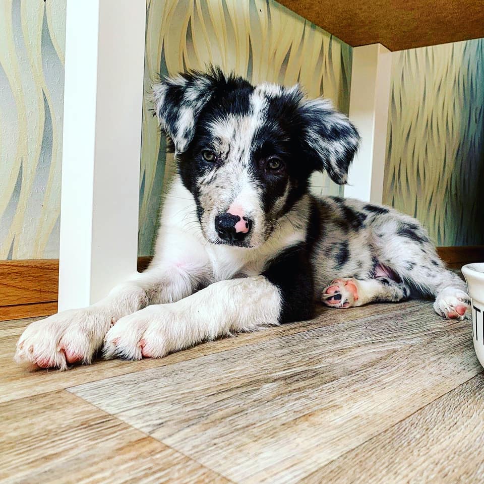 15 Cool Facts About Border Collies 11