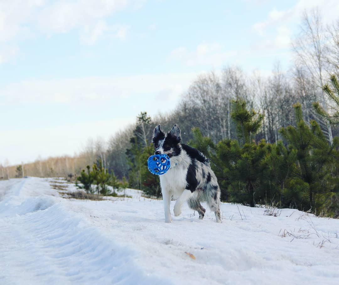 15 Interesting Facts About Border Collies 9