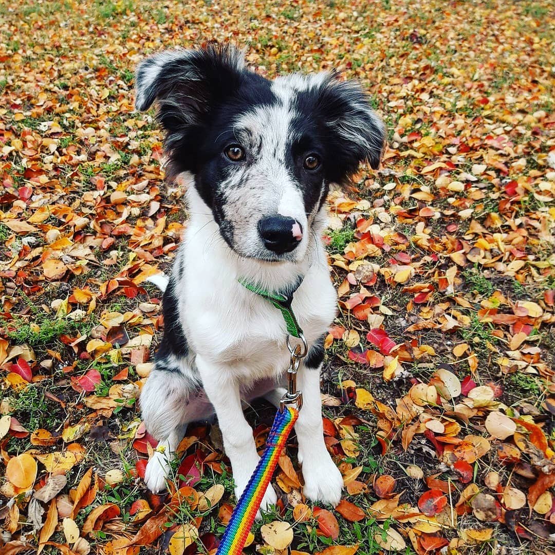 15 Cool Facts About Border Collies 9