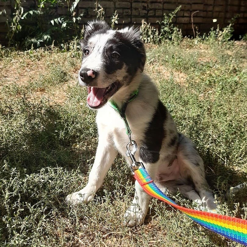 15 Cool Facts About Border Collies 10