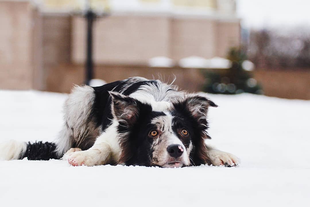 15 Cool Facts About Border Collies 9 15 Cool Facts About Border Collies 9