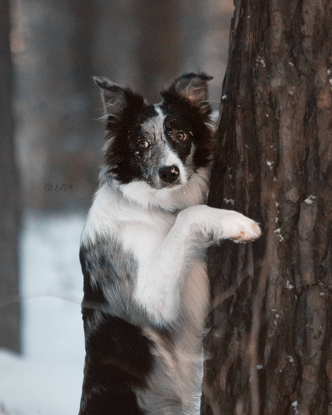 15 Interesting Facts About Border Collies 11
