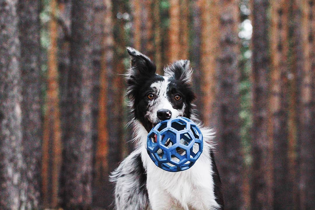 15 Interesting Facts About Border Collies 10