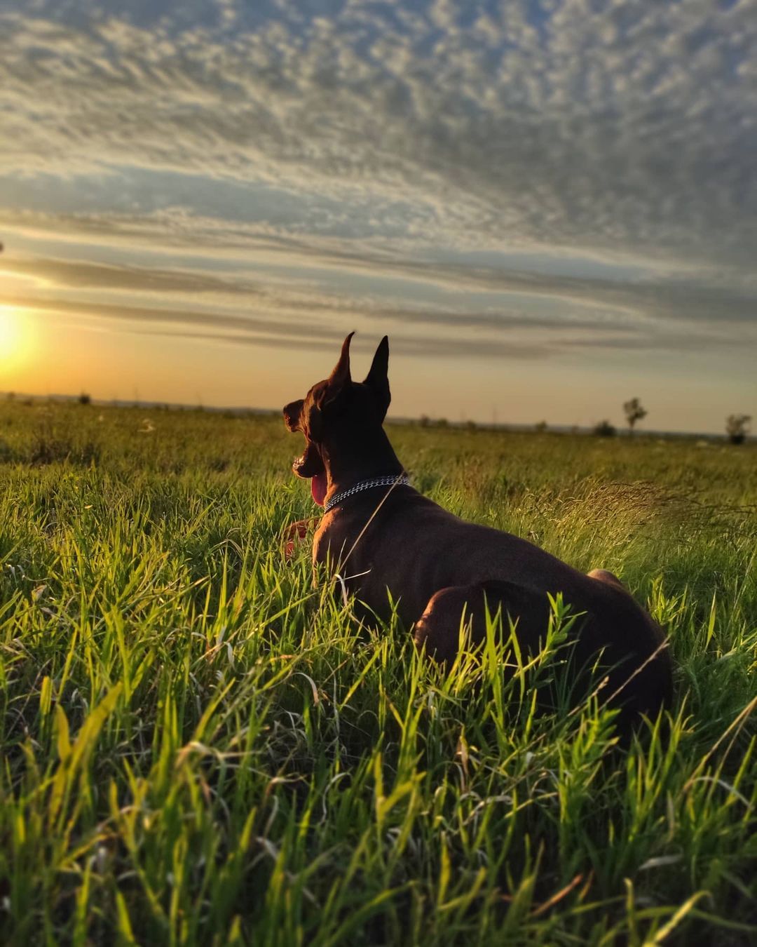 15 Interesting Facts About Doberman Pinschers 9