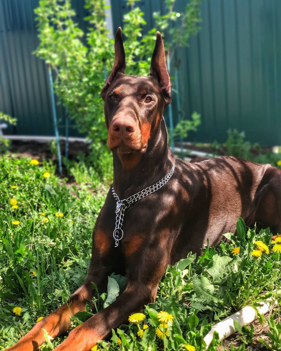15 Interesting Facts About Doberman Pinschers 10
