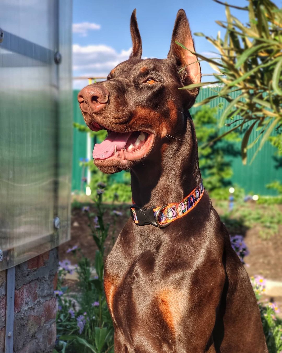 15 Interesting Facts About Doberman Pinschers 11