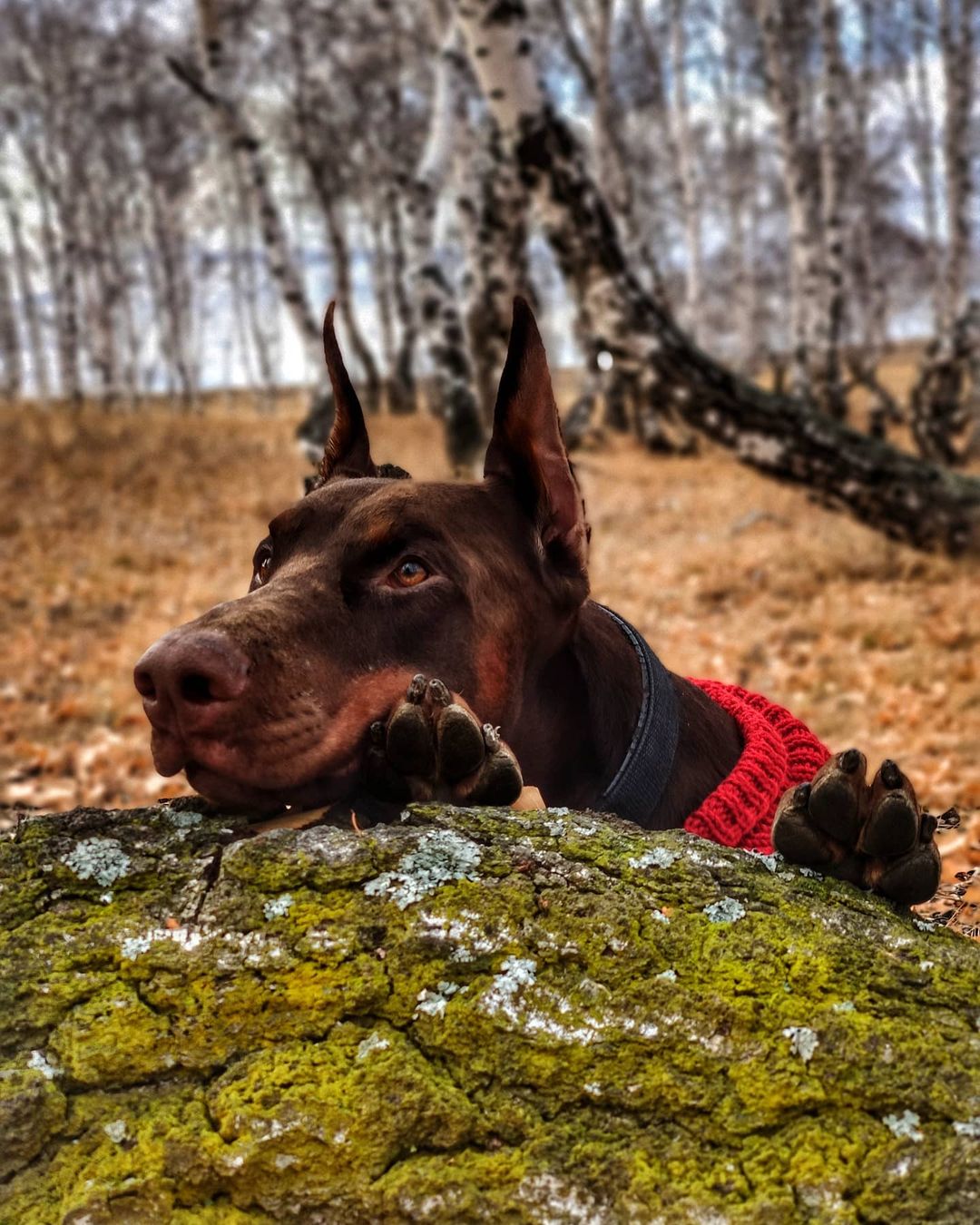 15 Interesting Facts About Doberman Pinschers 10 15 Interesting Facts About Doberman Pinschers 10