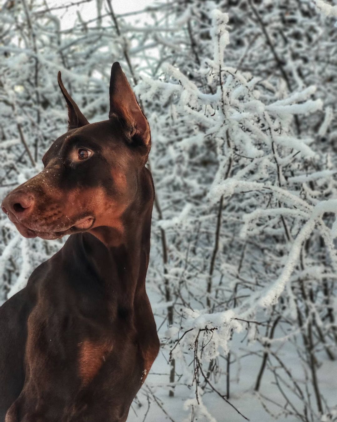 15 Amazing Doberman Pinscher Facts You May Not Have Known 9 15 Amazing Doberman Pinscher Facts You May Not Have Known 9