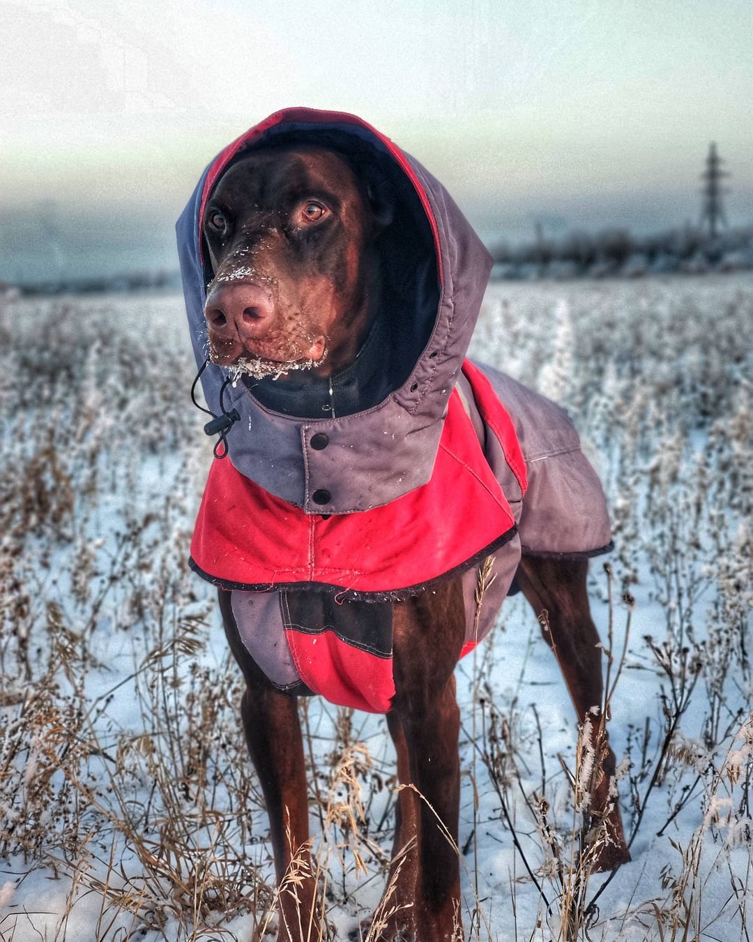 15 Amazing Doberman Pinscher Facts You May Not Have Known 10 15 Amazing Doberman Pinscher Facts You May Not Have Known 10