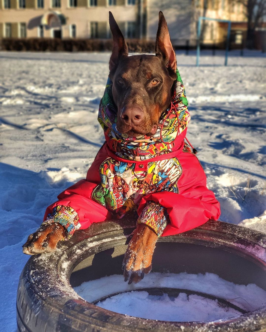 15 Amazing Doberman Pinscher Facts You May Not Have Known 11 15 Amazing Doberman Pinscher Facts You May Not Have Known 11