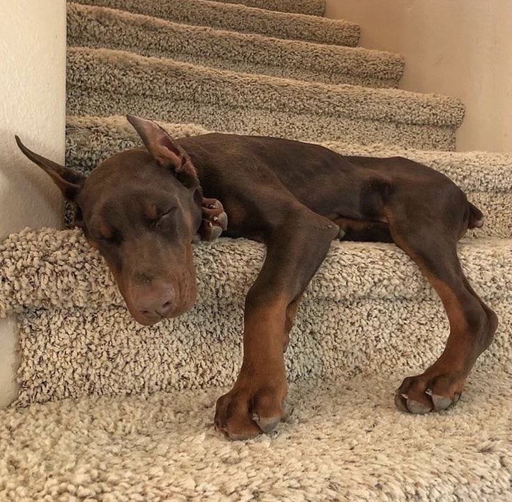 15 Amazing Doberman Pinscher Facts You May Not Have Known 9