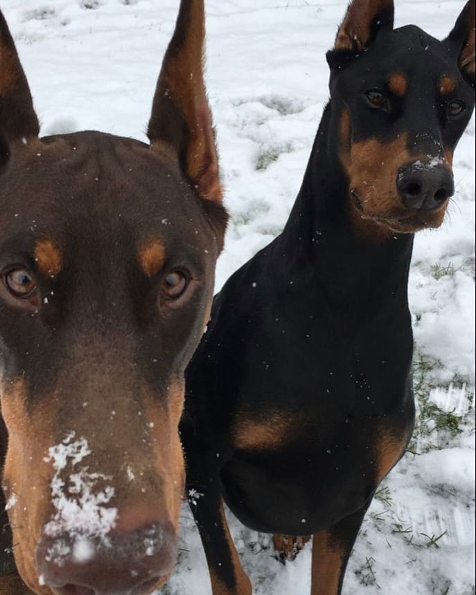 15 Amazing Doberman Pinscher Facts You May Not Have Known 10