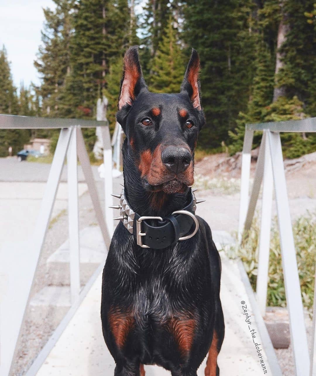 15 Amazing Doberman Pinscher Facts You May Not Have Known 9