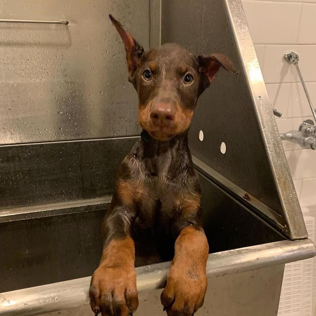 15 Amazing Doberman Pinscher Facts You May Not Have Known 11