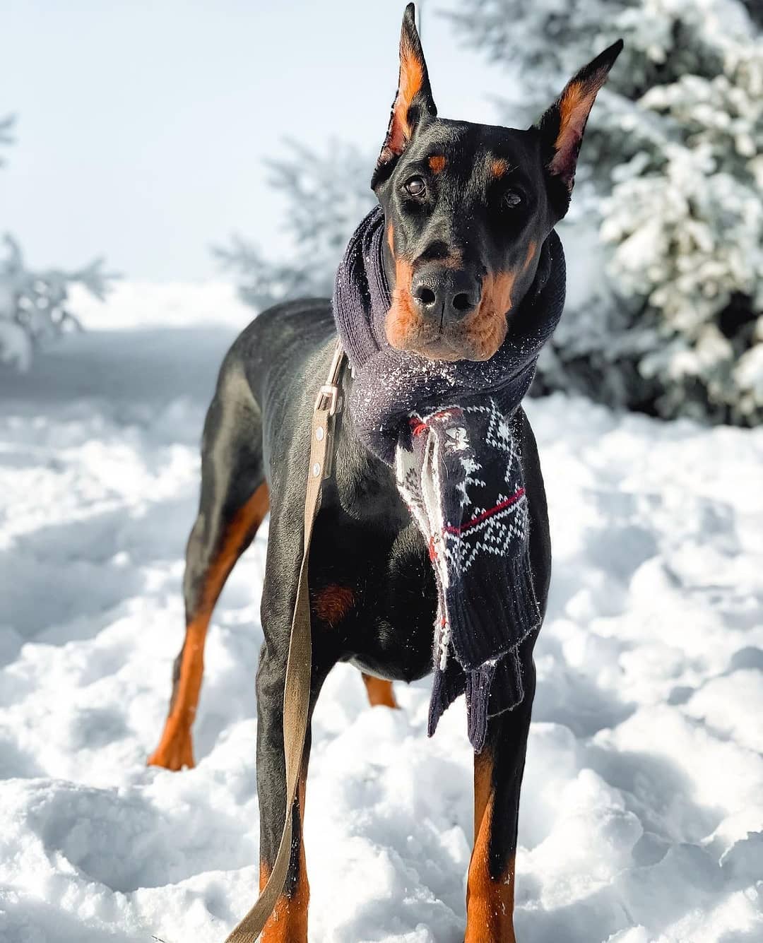 15 Amazing Doberman Pinscher Facts You May Not Have Known 9