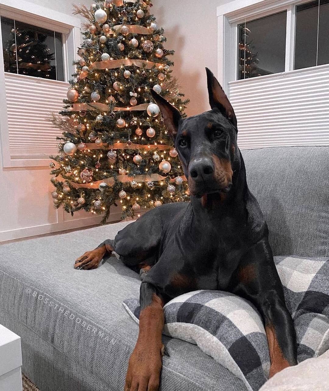 15 Amazing Doberman Pinscher Facts You May Not Have Known 10