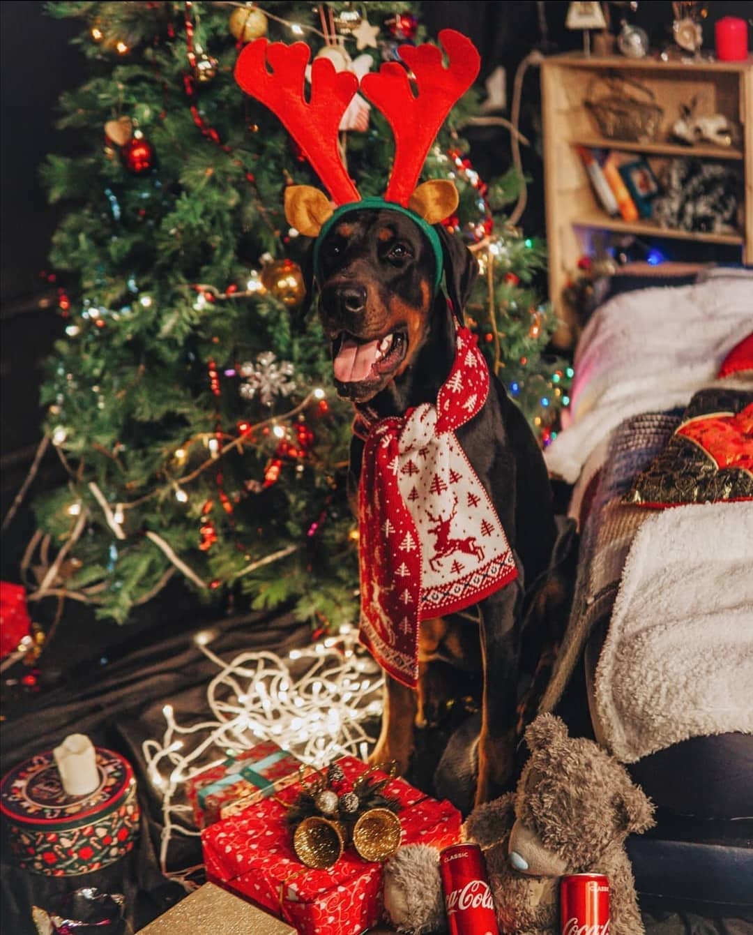 16 Cool Facts About Doberman Pinschers 11